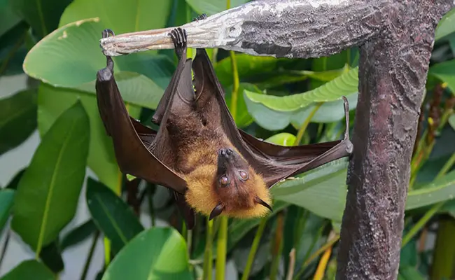 Volpe volante filippina, uno dei pipistrelli più grandi