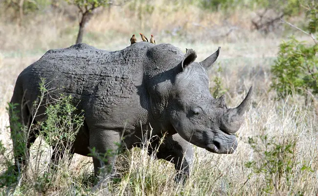 Il rinoceronte, animale ovunque in grave pericolo