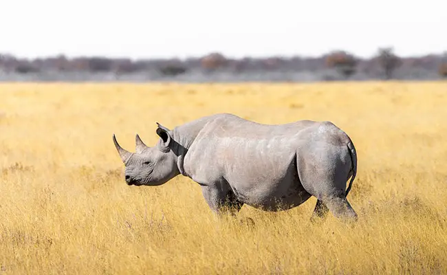 rhinoceros blanc 162411