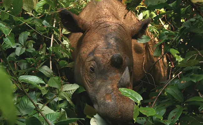 rhinoceros sumatra 065543