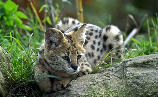 Il serval, il grande gatto selvatico della savana