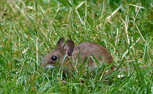 Il topo comune o topo domestico appartiene alla famiglia dei Muridae.