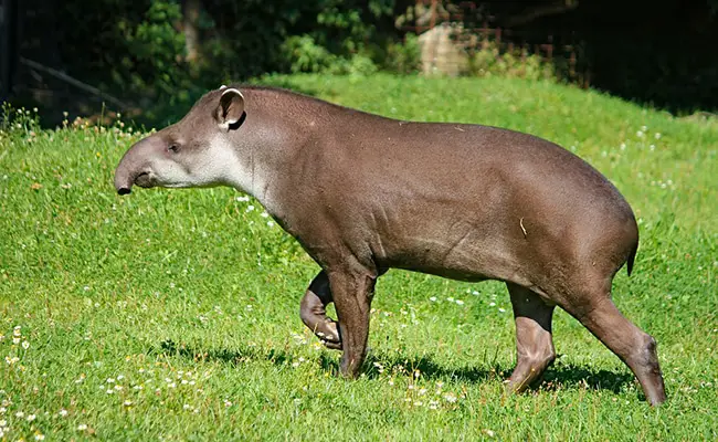 Il tapiro, mammifero dal naso buffo