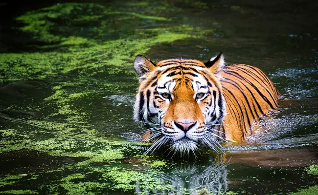 La tigre, carnivoro emblematico: dove e come vive?