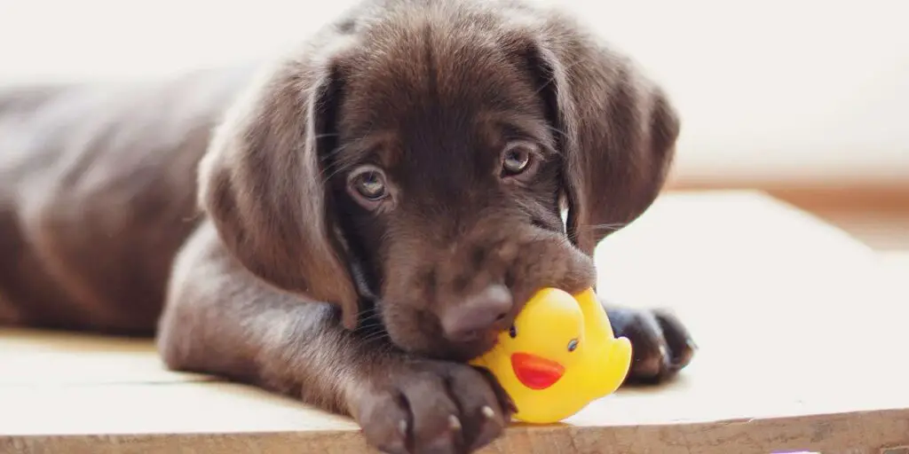 why do dogs like squeaky toys 503937138 2000