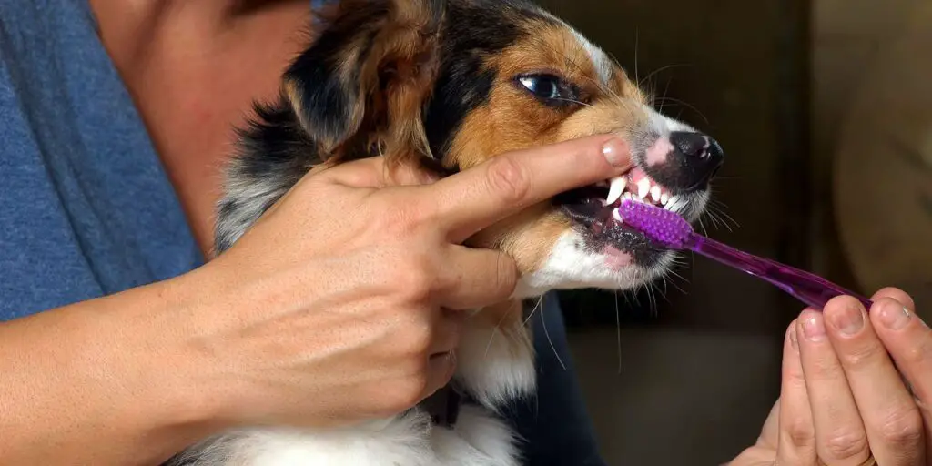 woman brushing dog teeth 112257723 2000