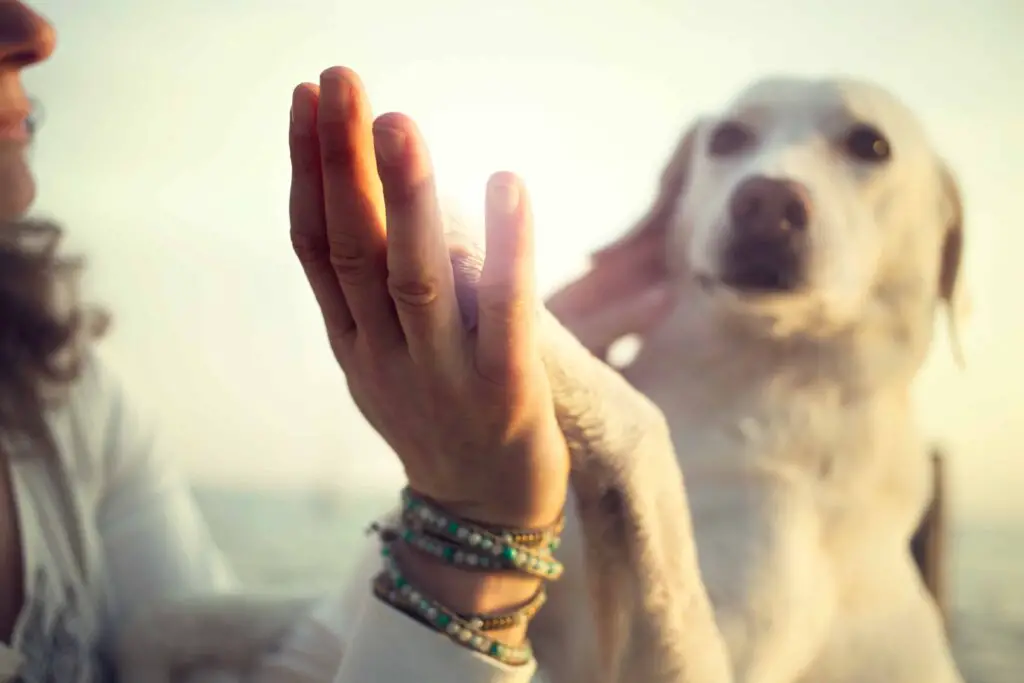 77276 AdobeStock 106761924 Dogs paw and mans hand gesture of friendship