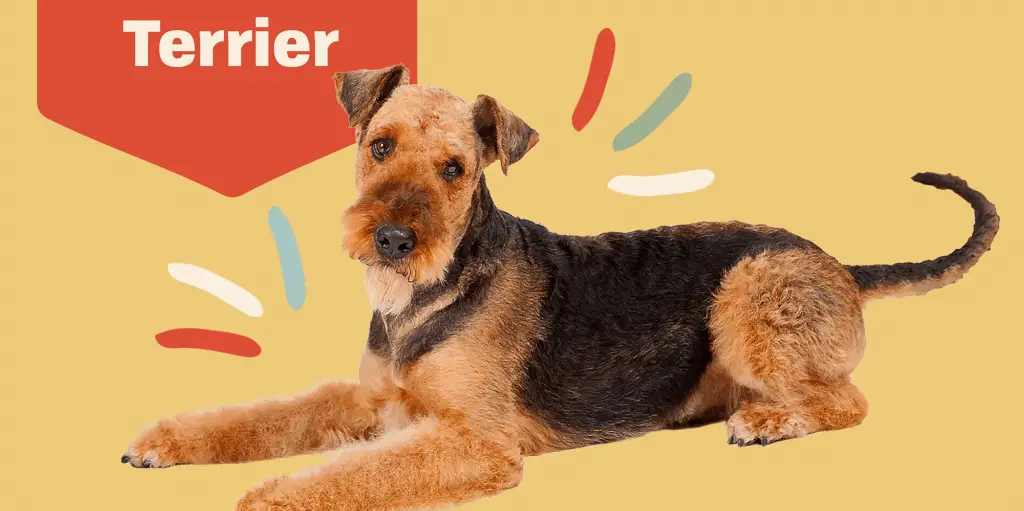 AIREDALE.TERRIER Profile