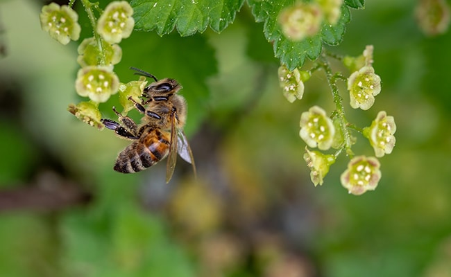 abeille pique meurt 071736