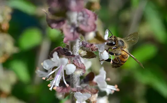 abeille tueuse 061905