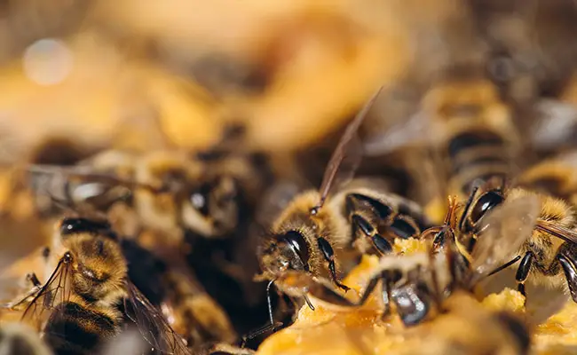 abeilles frabriquent miel 055150