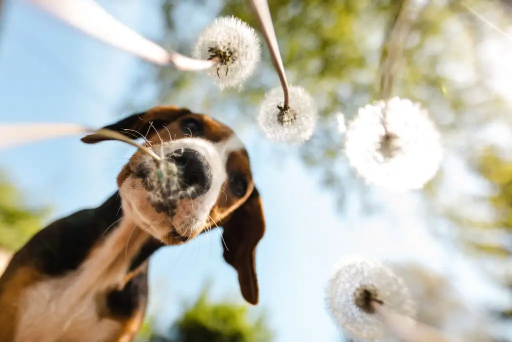 are dandelions poisonous to dogs 1220966740 2000 9f5c2d3679f34531bb8882fe89030108