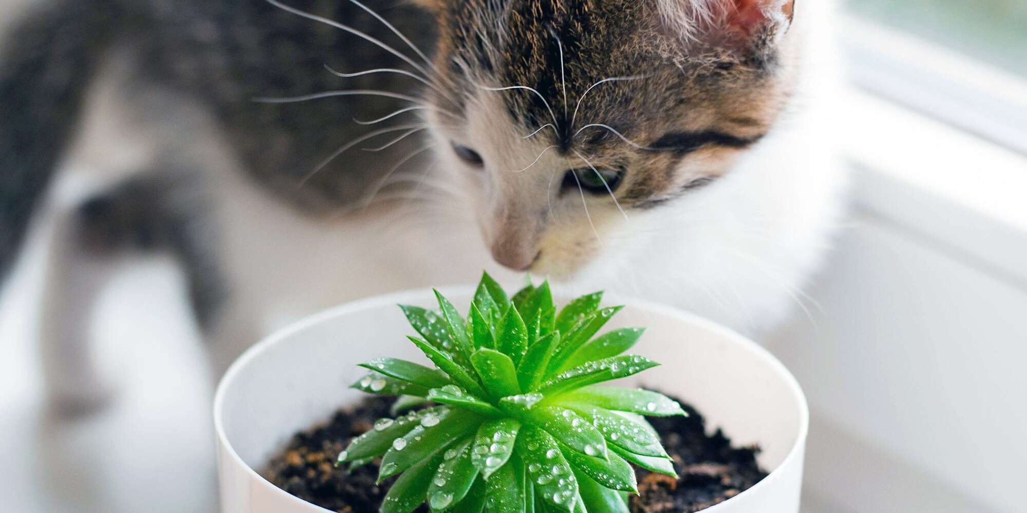 Vaso in ceramica a forma di gatto, vaso animale, vaso per pianta grassa, regalo amante gatto, fioriera, bomboniera - Italia