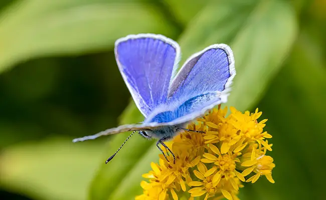 L'argus blu, una piccola farfalla molto comune
