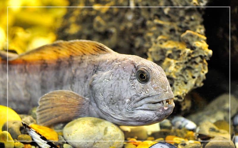 atlantic wolffish