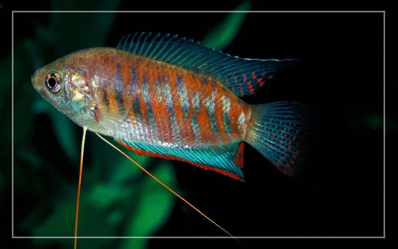 banded gourami