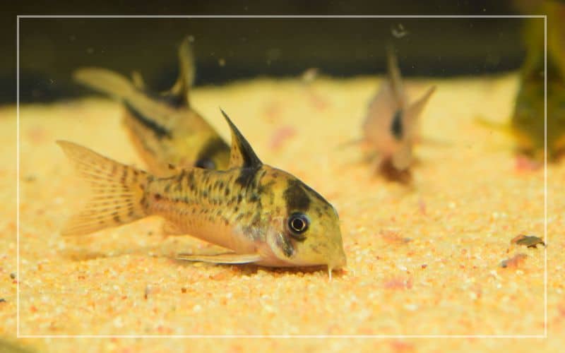 best foods corydoras