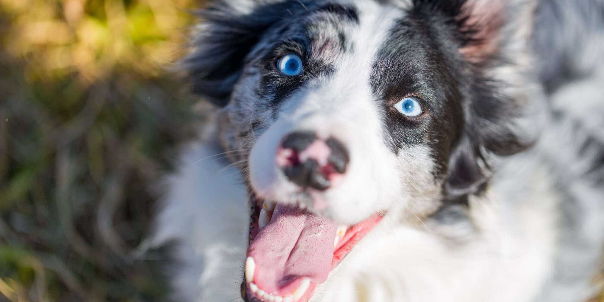 blue eyed dog names 686573890 2000