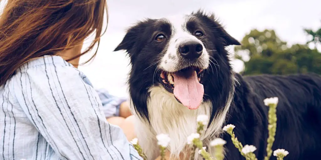 border collie with woman white flowers 1304232736 2000