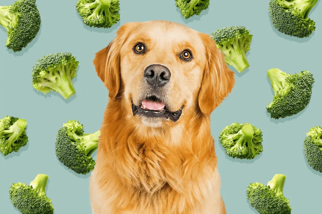 can dogs eat broccoli cb74fb3127fe4431883f89dace32c3e2