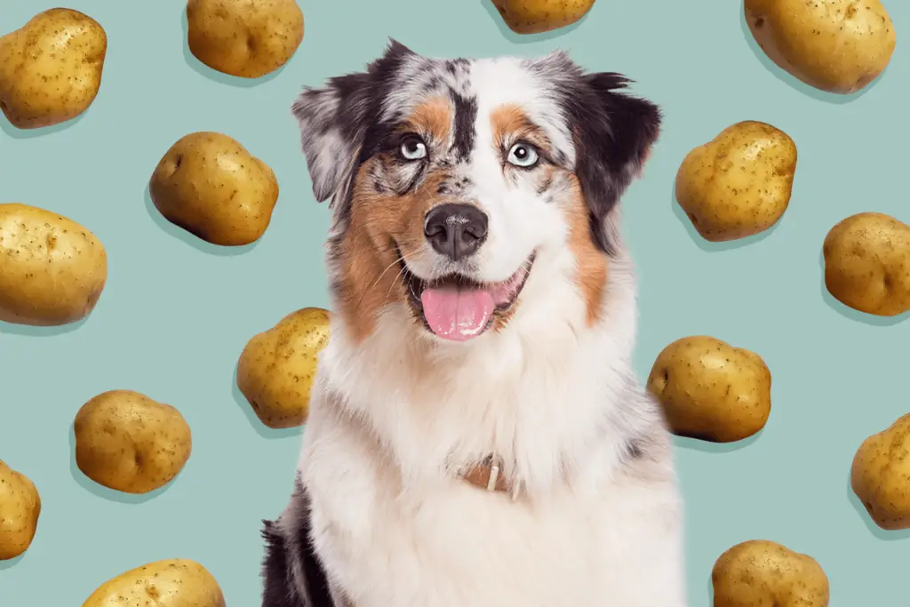 can dogs eat potatoes 2 e81bd84178e0414199172a15ab5898ee