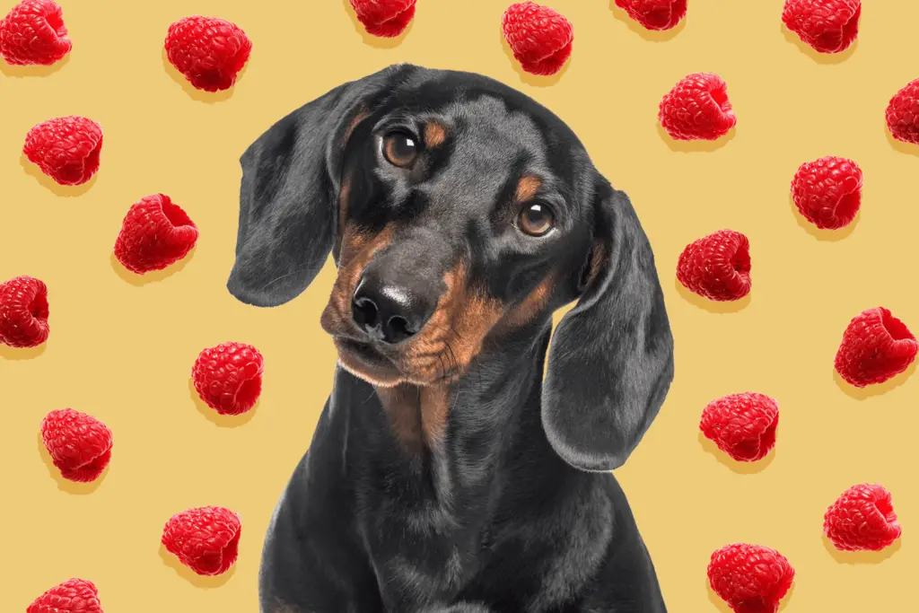 can dogs eat raspberries b435289a7ab84c02a7f93180b9015ee4