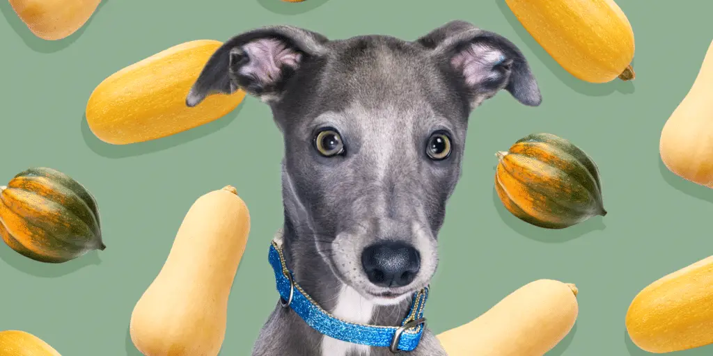 can dogs eat squash 3