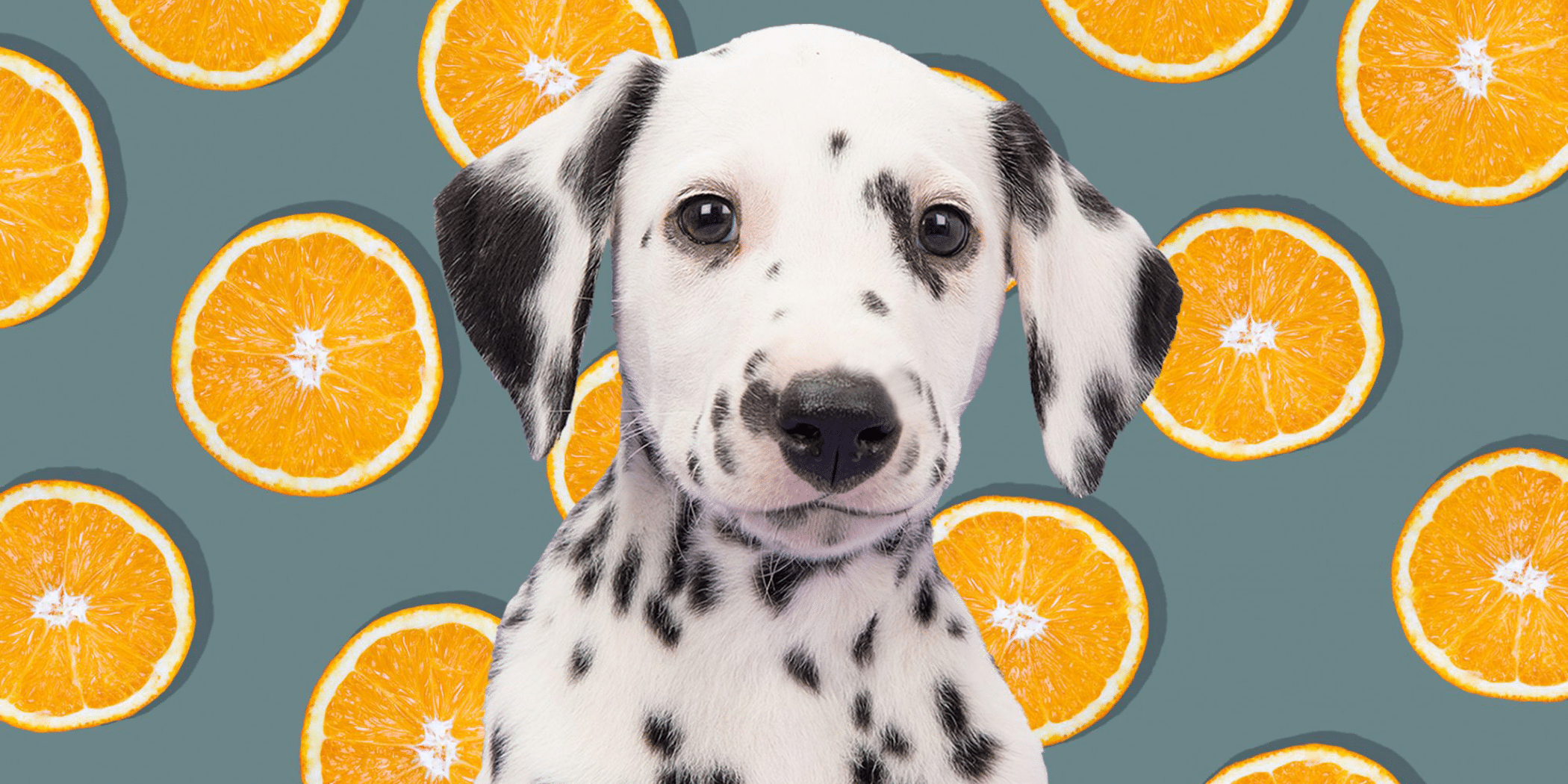 can dogs eat tangerines 2