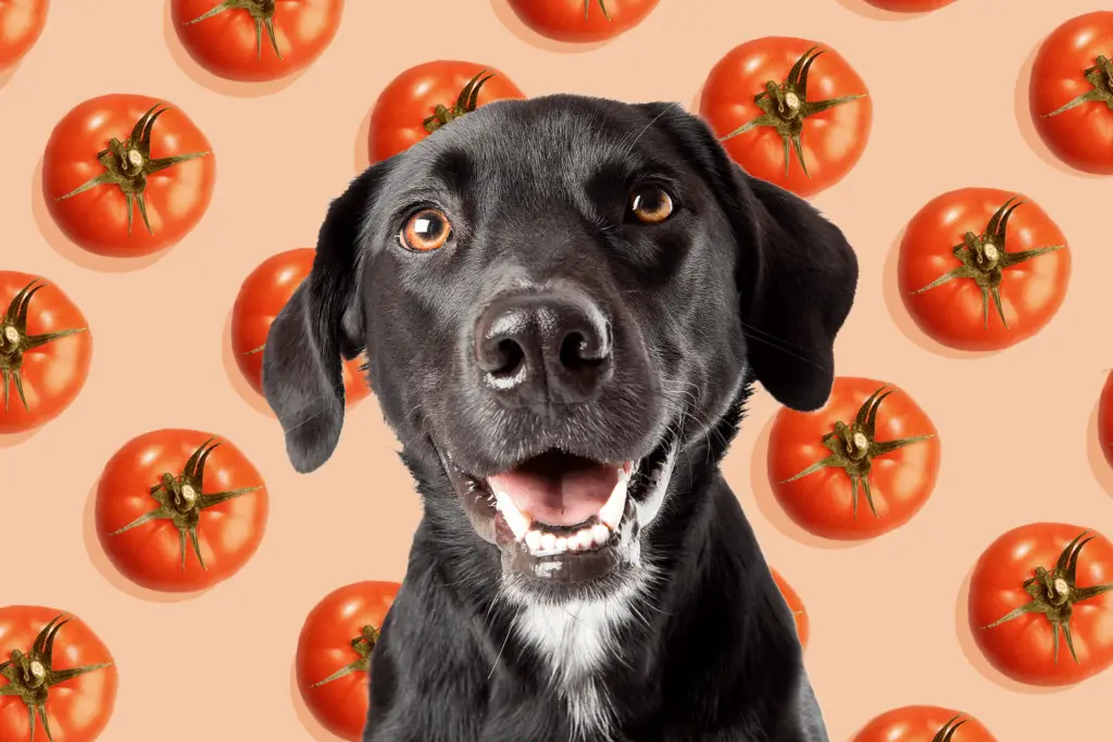 can dogs eat tomatoes 4 cfa59d2c98a64c699f627187f9586636