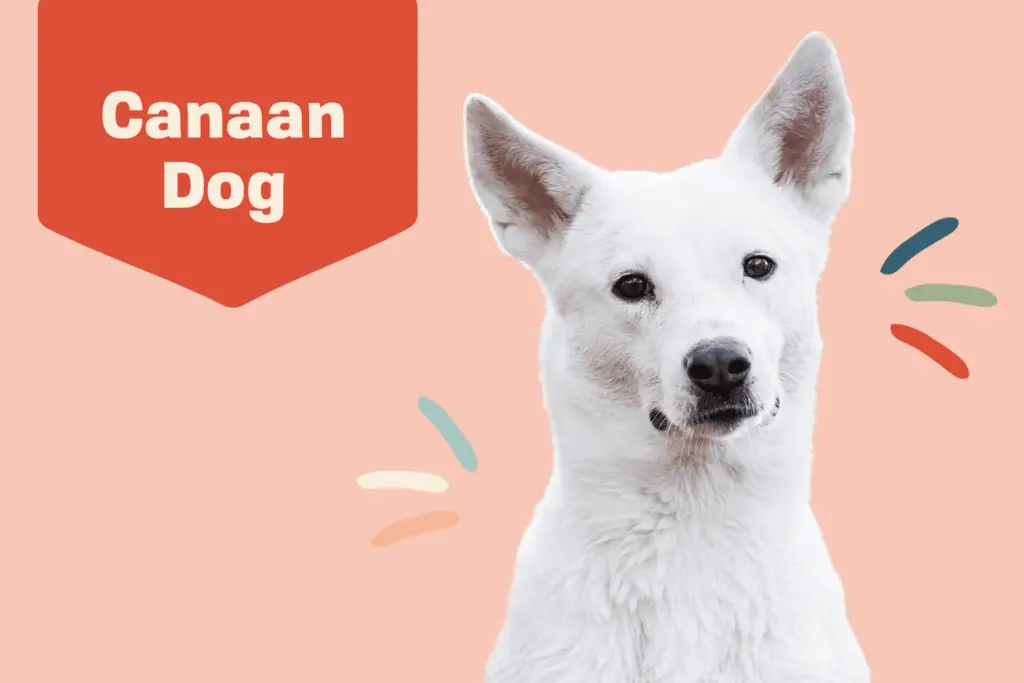 canaan dog profile treatment 054879ca0b0a47608d512bb68771f4f4