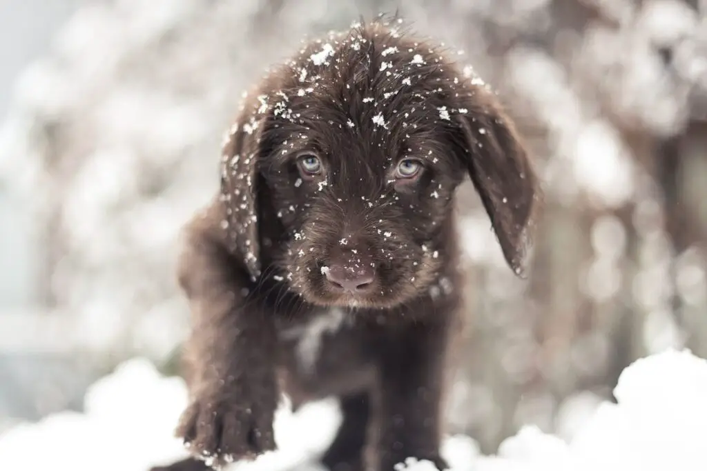 chocolate lab puppy in snow 984597718 2000 c303f0bd4b03492582b2429219f4393a