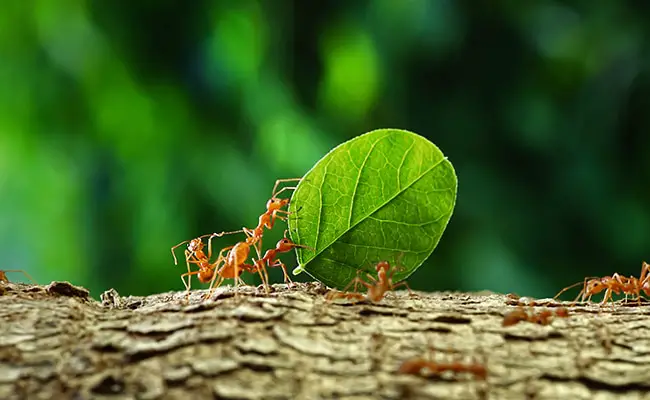 Riproduzione e ciclo di vita delle formiche