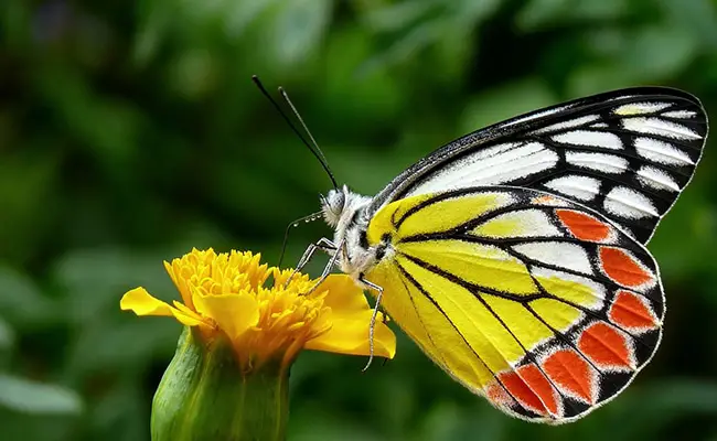 Riproduzione e ciclo di vita delle farfalle