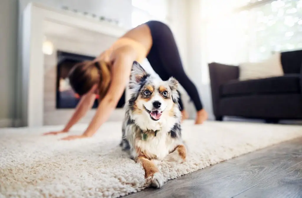 dog in front of yoga pose 1137398981 2000 266dce41d0a347a8acbe4aceb5bbc2c9