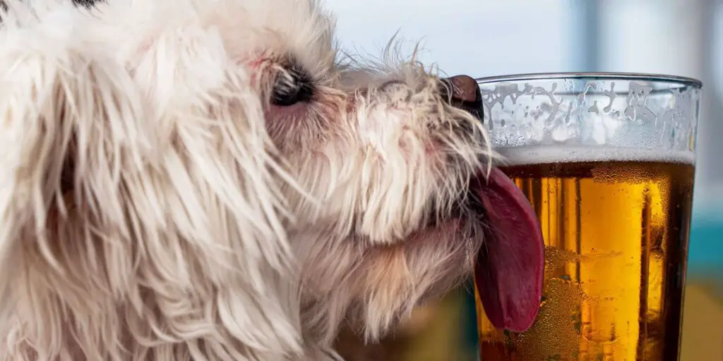 dog licking beer glass 1210146717 2000