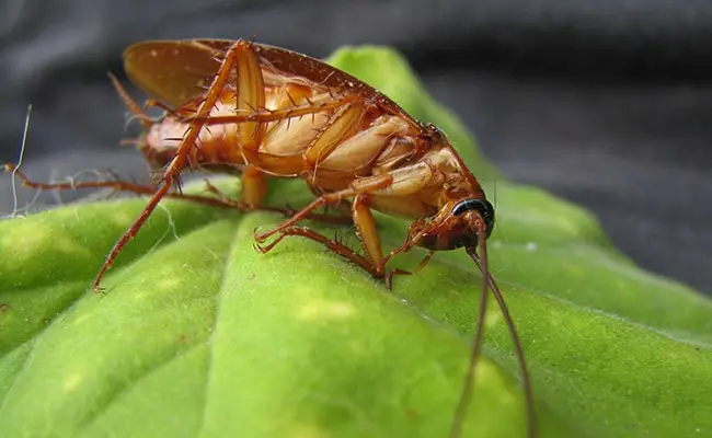 15 fatti insoliti sugli scarafaggi