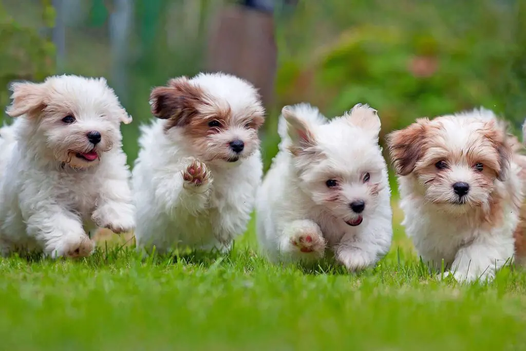 four white puppies running 175075399 2000 53a56fb21e034b18ba2e5d4590d3c2f1