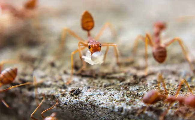 La formica del fuoco, temibile predatore della foresta amazzonica