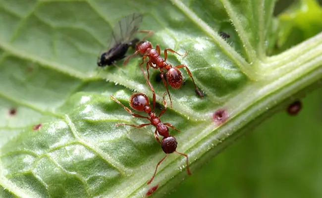 Formiche rosse: chi sono?  Dove vivono?