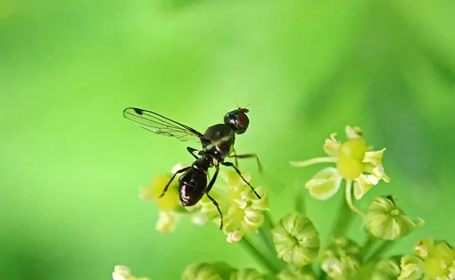 Formiche volanti: chi sono?  Dove vivono?