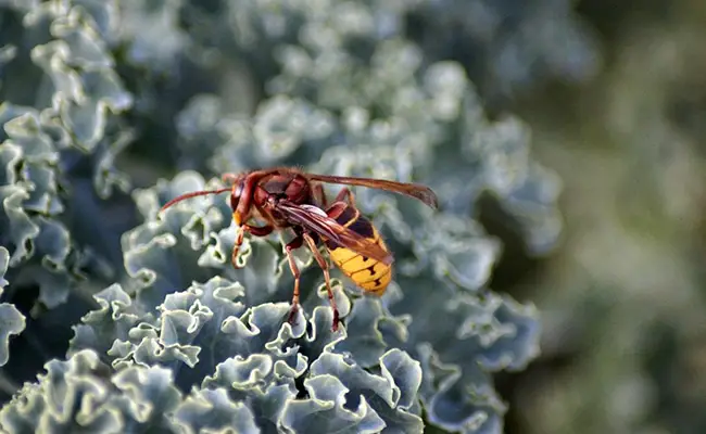 Il calabrone europeo, la più grande delle specie di vespe