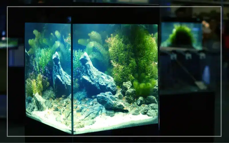 the green aquarium: un acquario sano e bello: introduzione