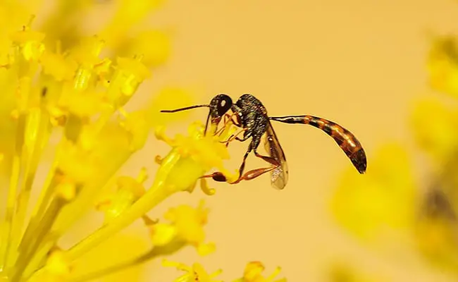 Vespe terrestri o vespe scavatrici, cosa sono?  Come distruggere i nidi?