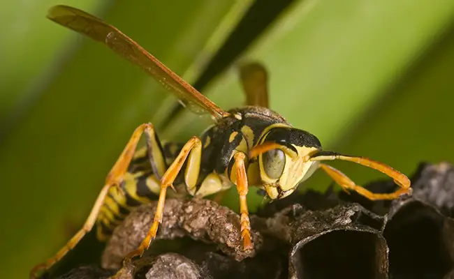 Vespe di carta, un genere di oltre 300 specie di vespe sociali