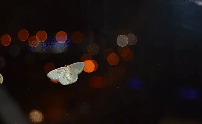 insectes lumiere 064537