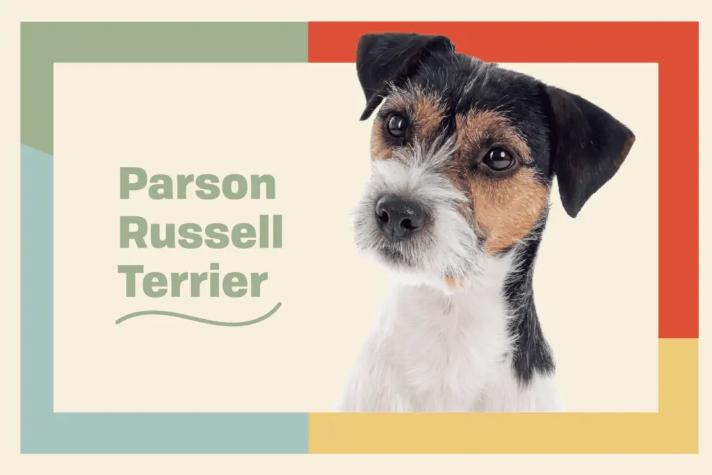 parson russell terrier profile b9bb90aaabac4dc7bf32cc54abe66eb9
