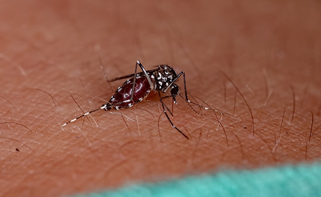Puntura di zanzara tigre: quali sintomi?  Quali rischi?