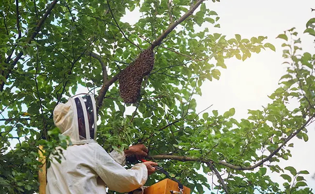Recupero di uno sciame di api: come procedere o a chi rivolgersi?