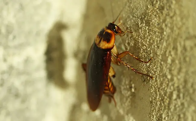 Riproduzione e ciclo di vita di uno scarafaggio