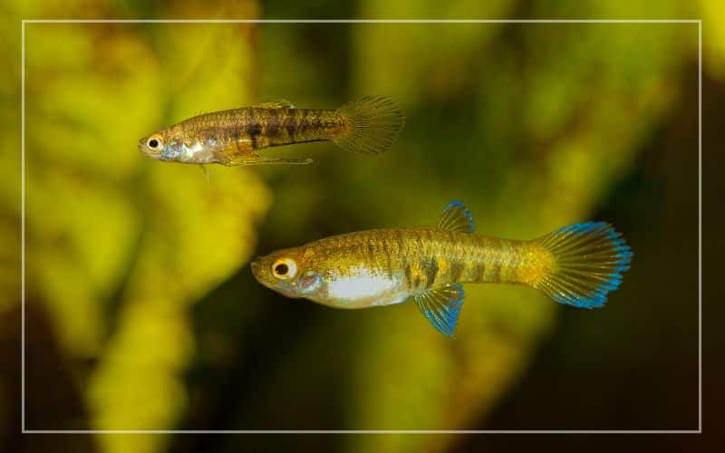 tiger teddy fish neoheterandria elegans